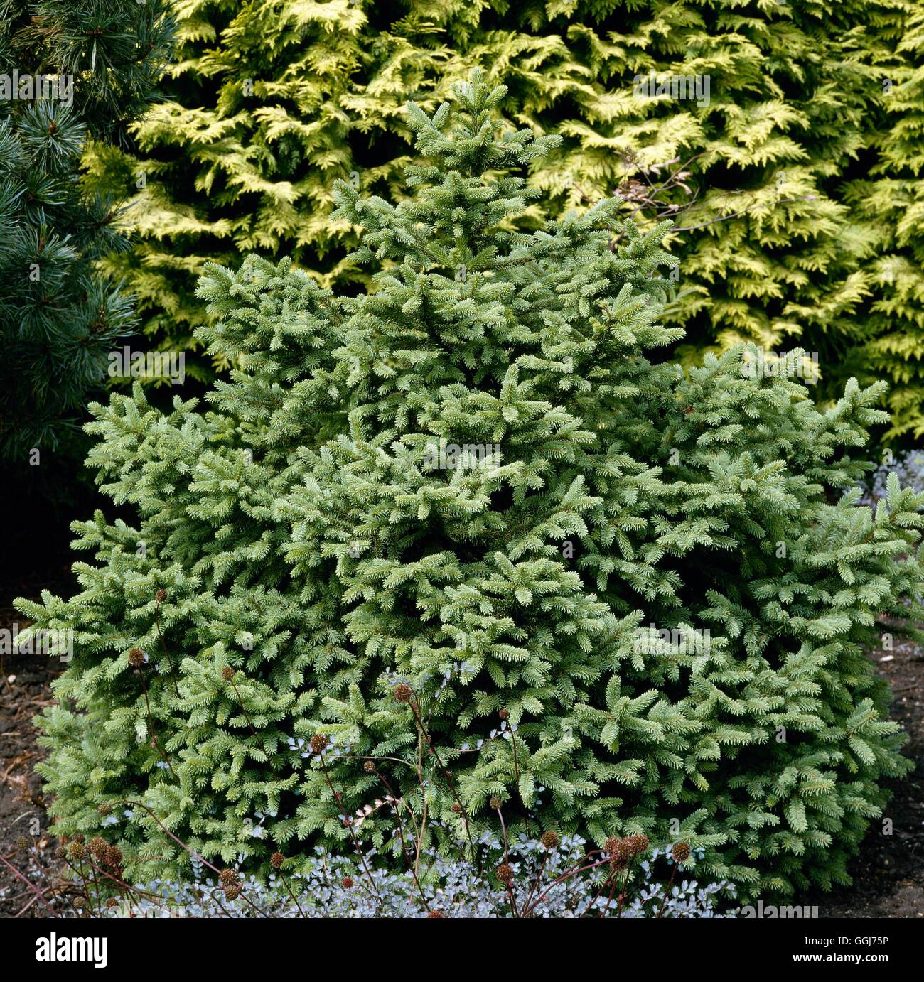 Picea abies - `Diffusa'   CON017336 Stock Photo